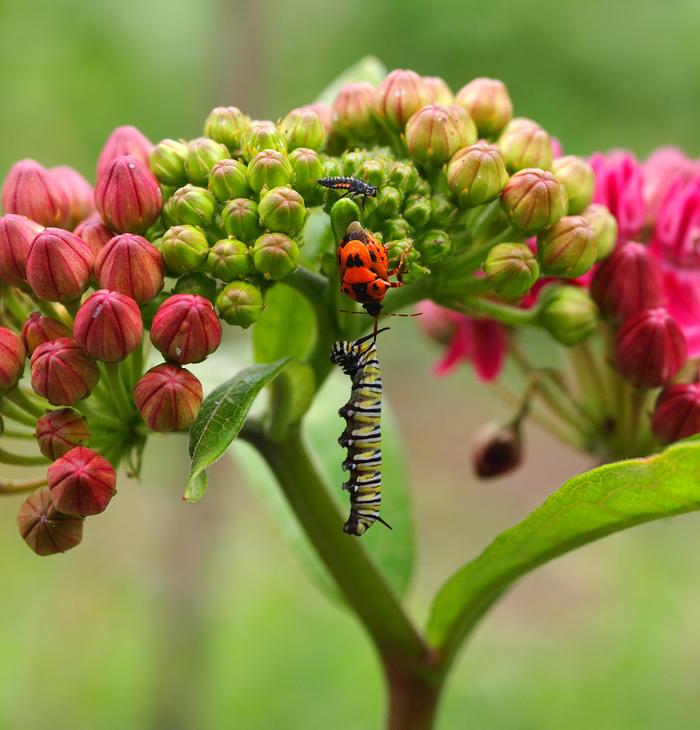 Predatory stinkbug targeting caterpillar 