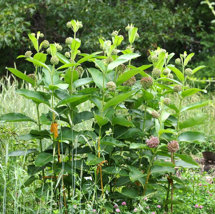 Common milkweed in bloom 6ft and growing