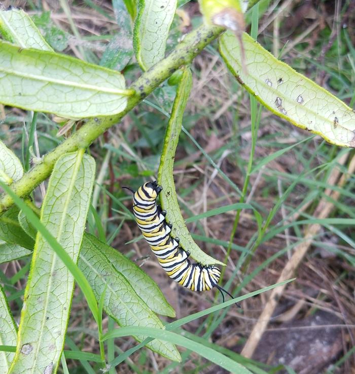monarch caterpillar on yellow butterfly weed