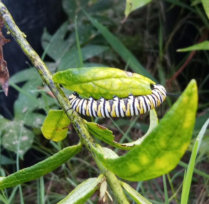 monarch caterpillar on yellow butterfly weed
