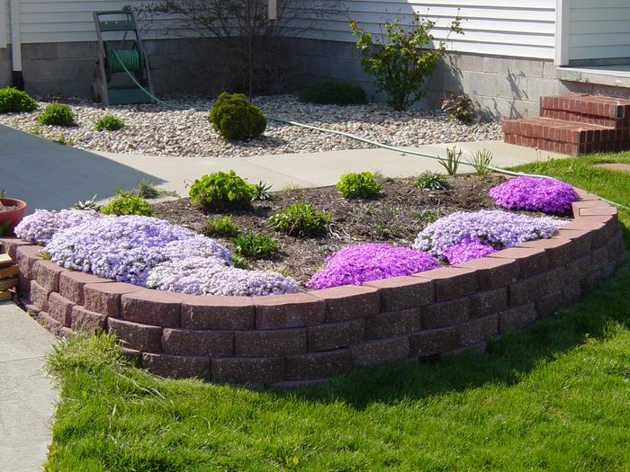 Blooming phlox in raised wood chip flower garden bed