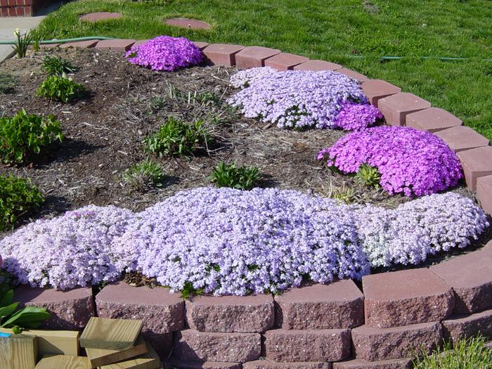 Blooming phox in raised wood chip flower garden bed