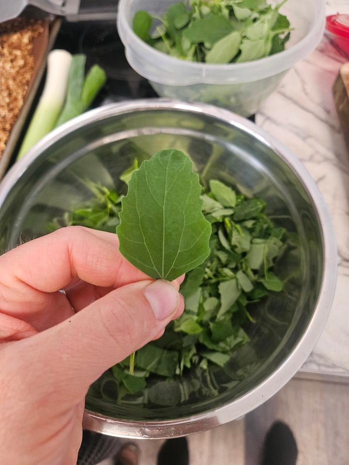 Goosefoot salad