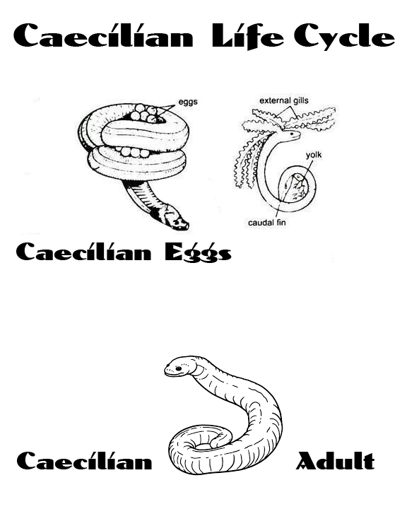 [Thumbnail for Animal-Care-Amphibian-Life-Cycle-Caecilian.png]