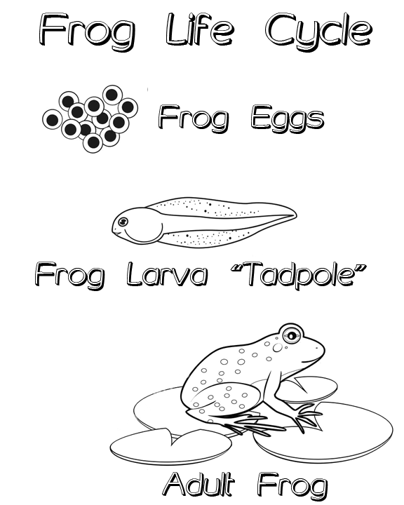 [Thumbnail for Animal-Care-Amphibian-Life-Cycle-Frog.png]