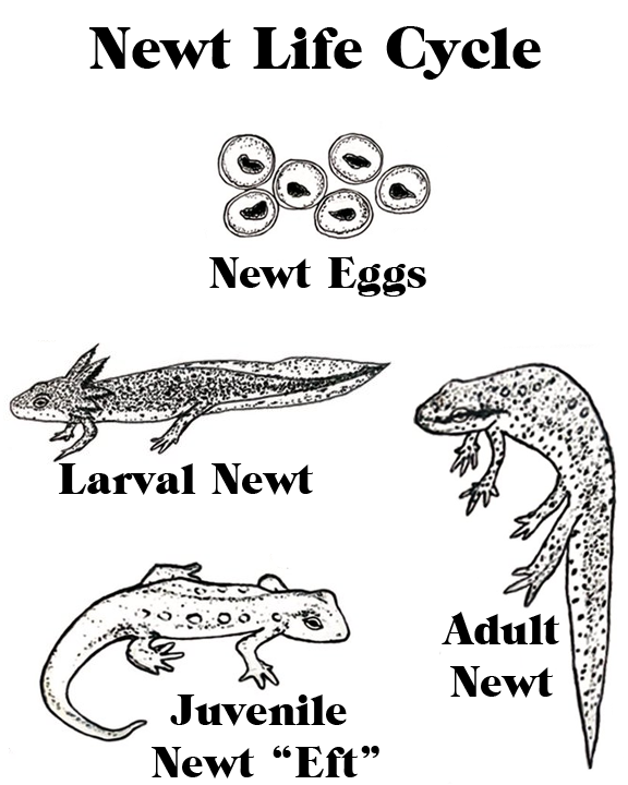 [Thumbnail for Animal-Care-Amphibian-Life-Cycle-Newt.png]