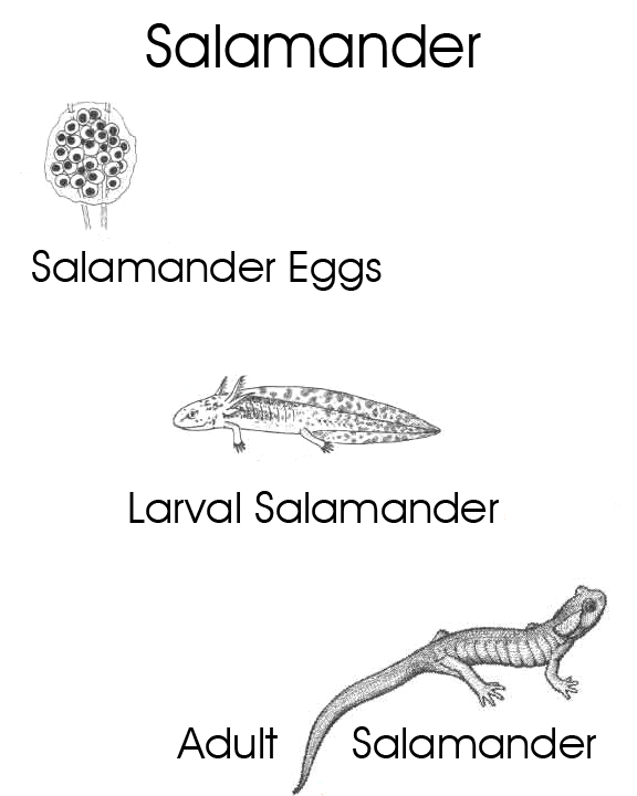 [Thumbnail for Animal-Care-Amphibian-Life-Cycle-Salamander.png]