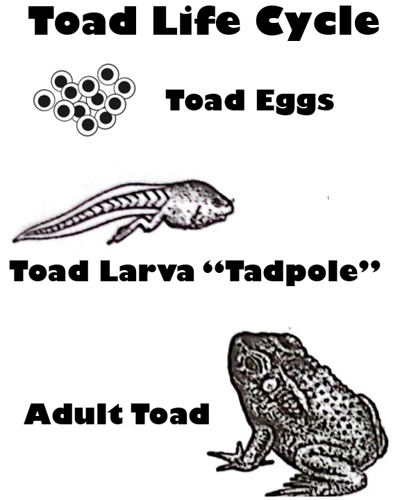 [Thumbnail for Animal-Care-Amphibian-Life-Cycle-Toad.png]