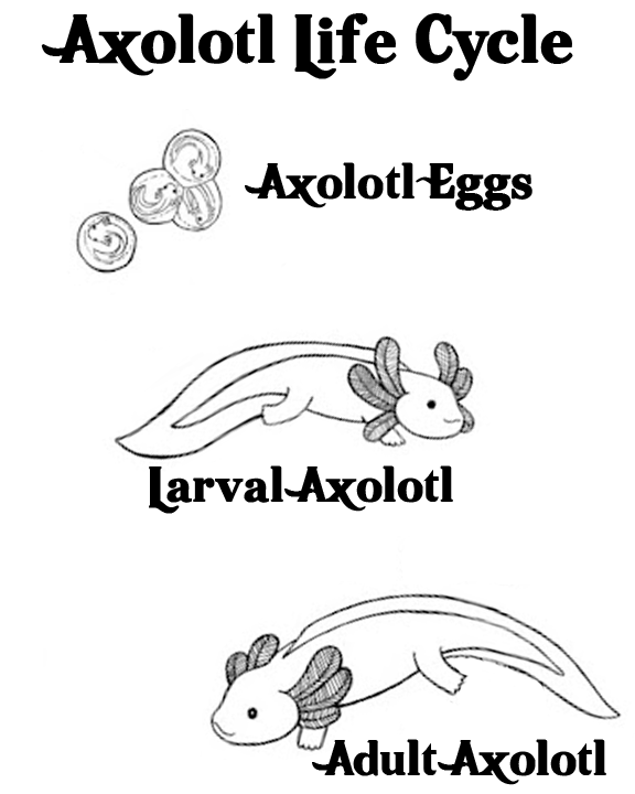 [Thumbnail for Animal-Care-Amphibian-Life-Cycle-Axolotl.png]