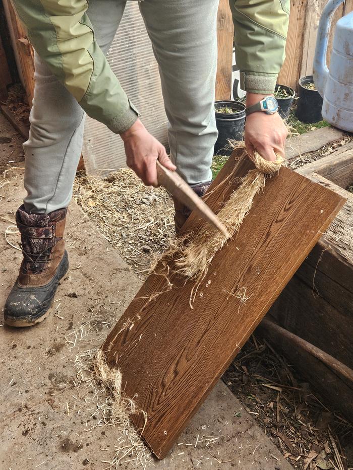 I scutched it with a random handy plank, but i can see how a more custom-made scutch paddle and board would get off more of the chaff-y stems