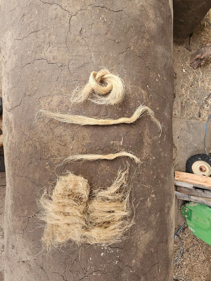 This is one stook, processed and ready to spin or comb! The loopy fibers are the "line", then I have separated out "longish, medium ish and shortish" tow, as R Ransen suggests in her book