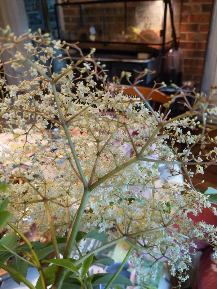 elder sambucus identification