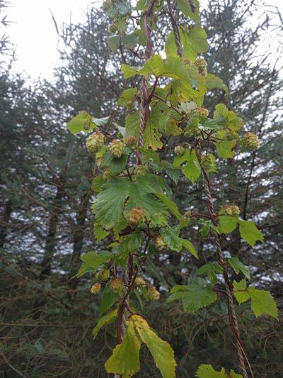 hop flowers in UK forest garden