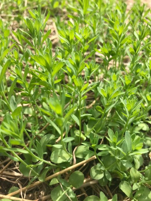 Flax growing