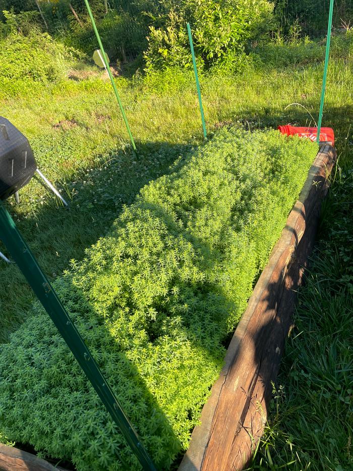 garden bed of flax growing