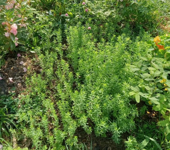 Small flax patch 4 weeks after sowing