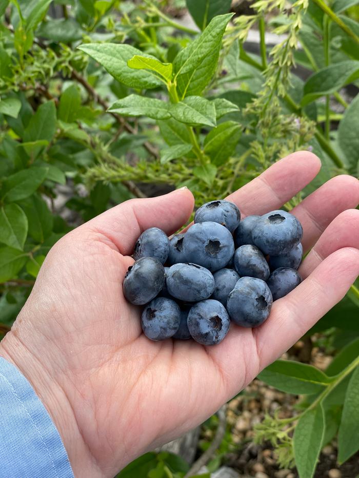 Blueberries 2024