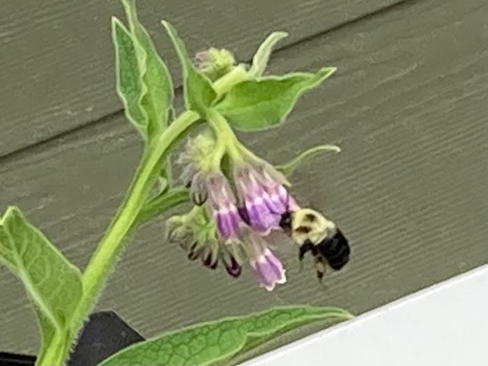 Bumblebee on Comfrey