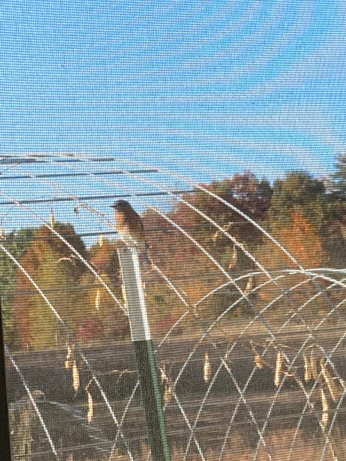 Eastern Bluebird on Cattle Panel