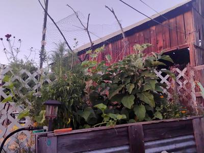 a garden of magic and happiness