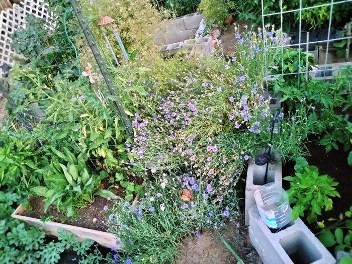 [Thumbnail for IMG20240612204623.jpg]