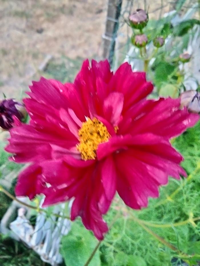This is the cosmos growing in this bed