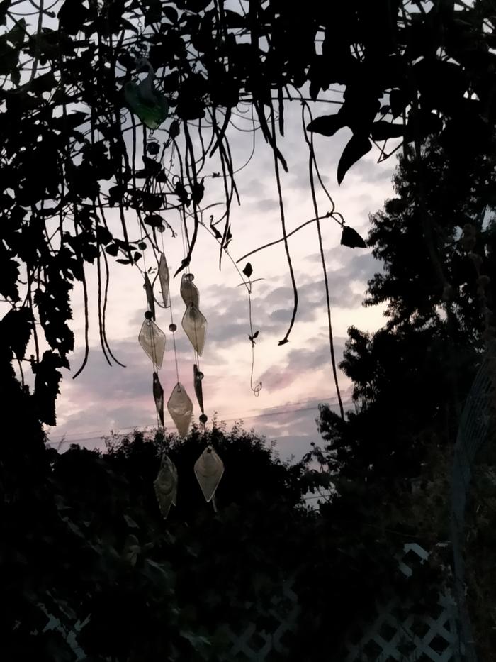 This is my favorite garden picture, it was taken a couple of years ago 