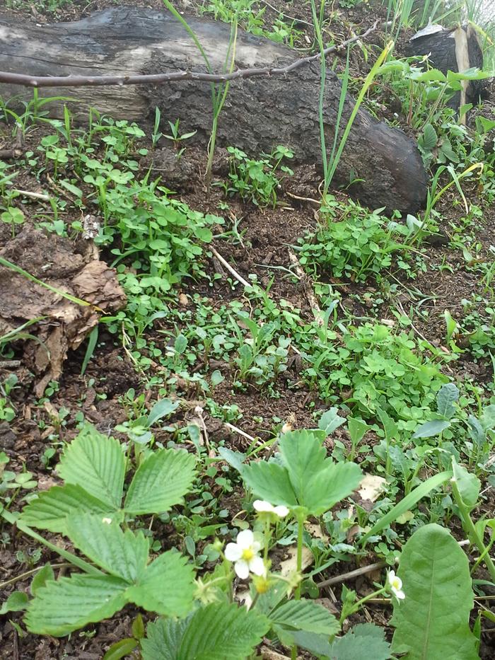 clover strawberries and other friends coming up in hugelbeet