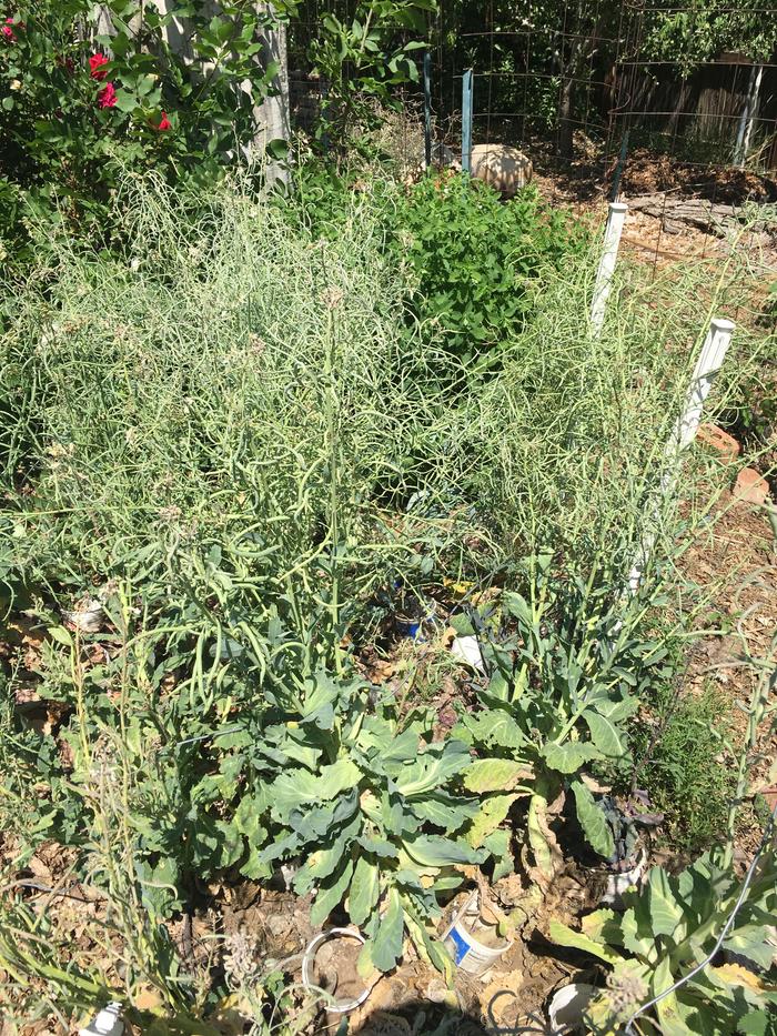 [Thumbnail for cabbageseeds.jpg]