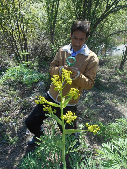 Ferula asafetida