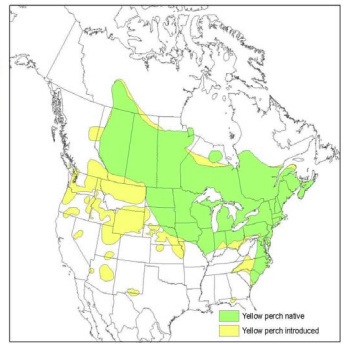 A map showing where Yellow Perch are native and where they have been introduced in North America.