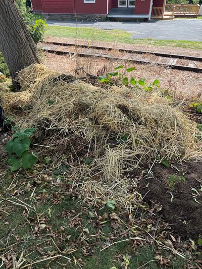 A compost pile set on the ground covered with straw. It has vining squash growing from the front and backside of the pile. There is a traintrack in the background.