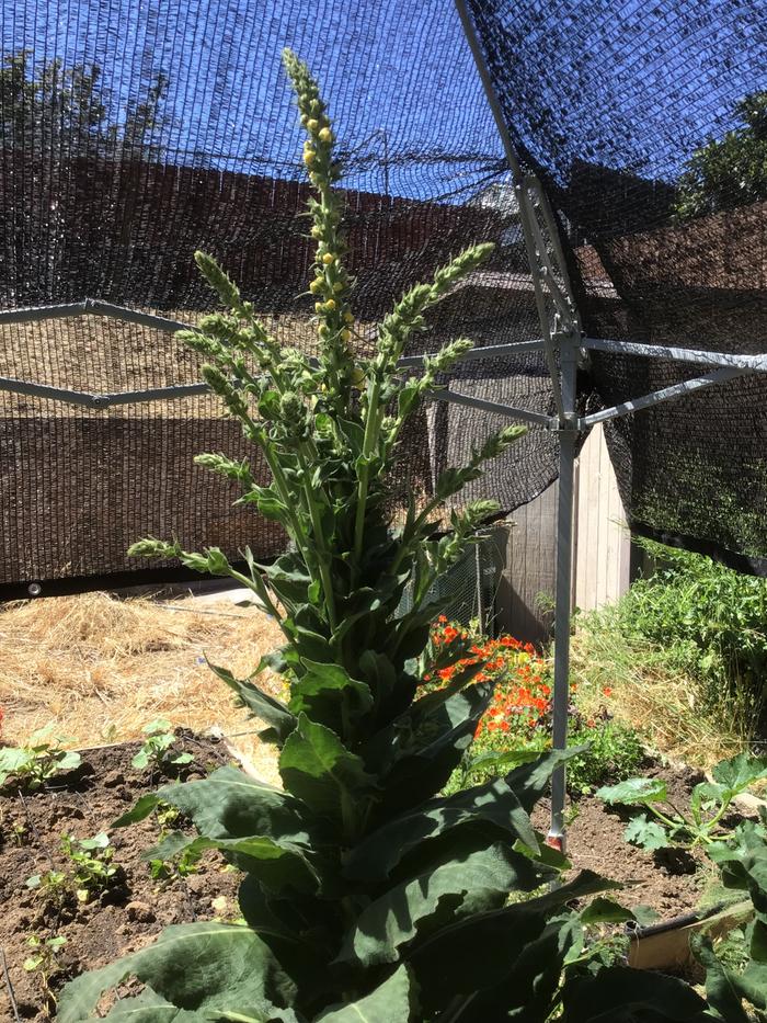 Mullein in flower June 2024