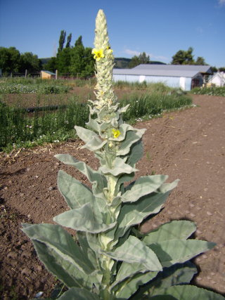 great mullein