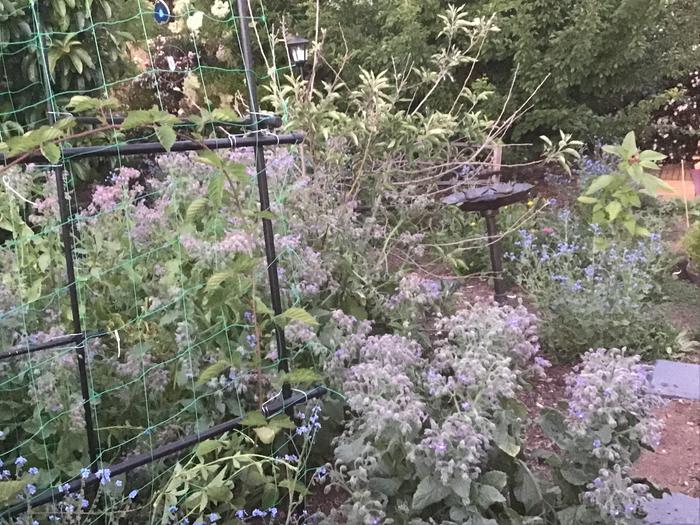 Borage overtaking my apple tree