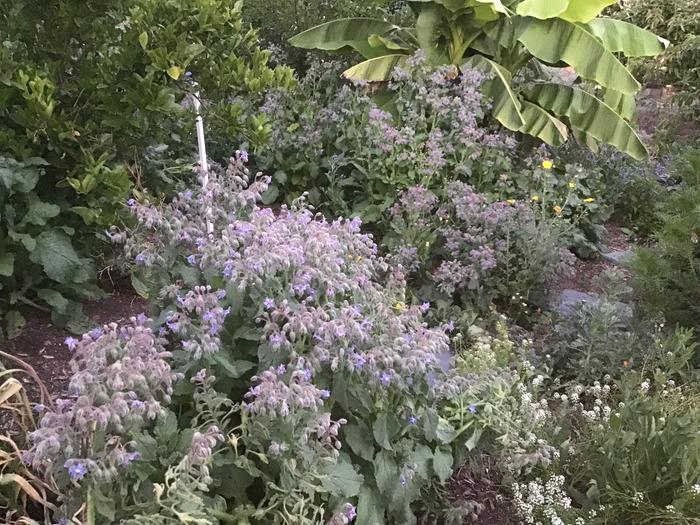 A sea of borage 