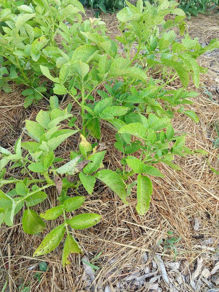 Potato plants in hay with holes in the leaves and a dead leaf