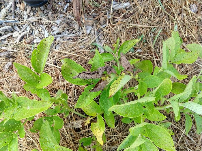 wholey leaves on potato plants