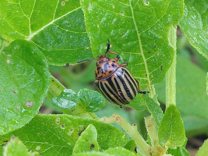 a Colorado potato beetle on a potato leaf