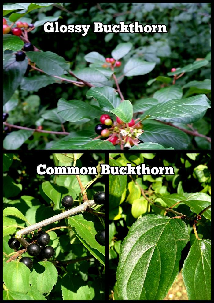 BUCKTHORN species 