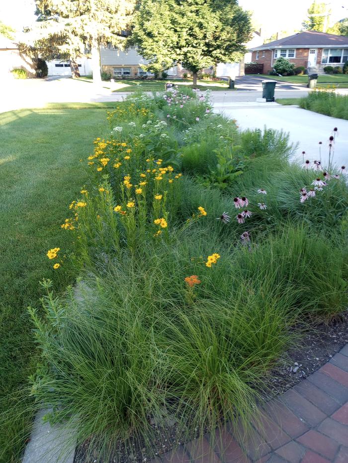 raingarden for water run off