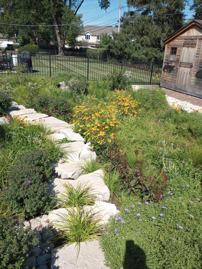 native plants for urban garden
