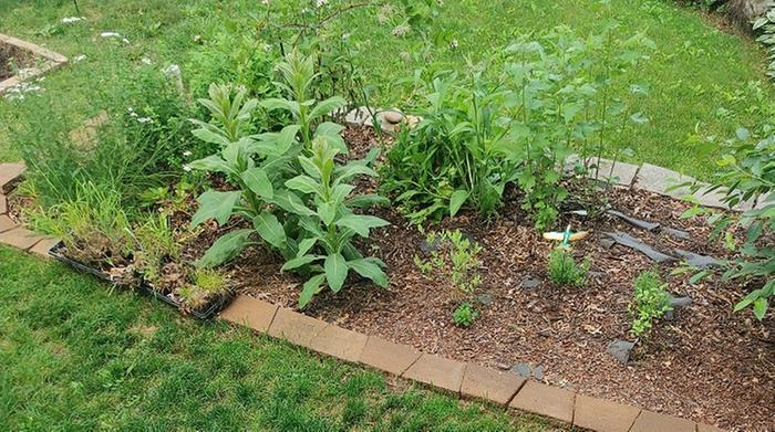 [Thumbnail for medicinal-garden.jpg]