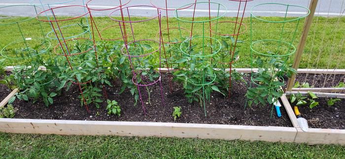 tomatoes and basil