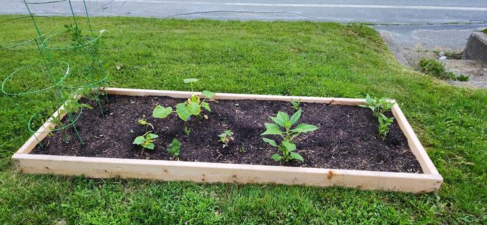 jerusalem artichokes, squash, cucumber, couple flowers, cherry tomatoes