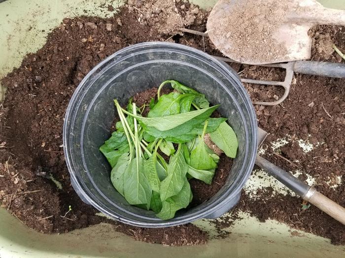 comfree in bottom of pot