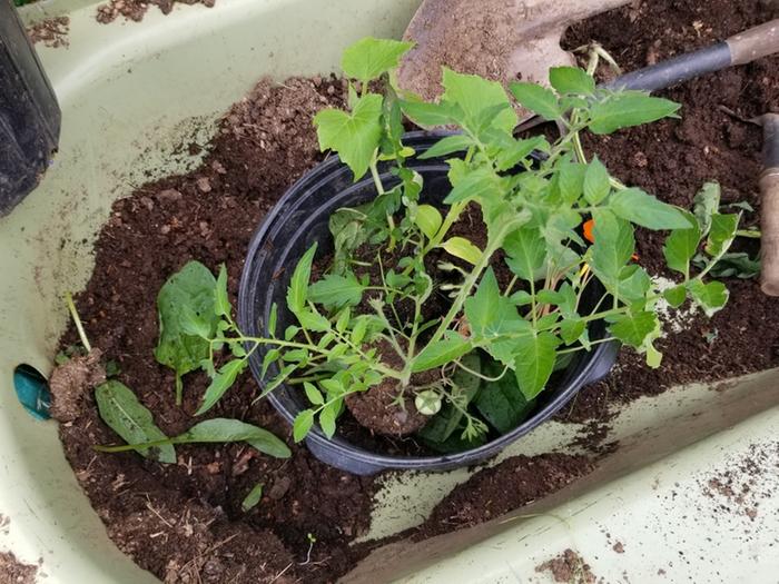 small plants in pot