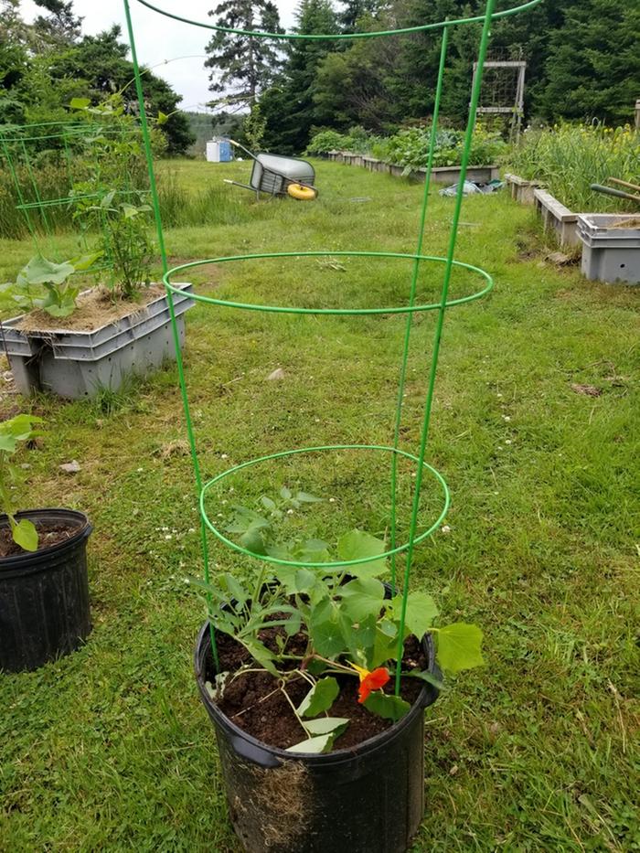 completed transplant
