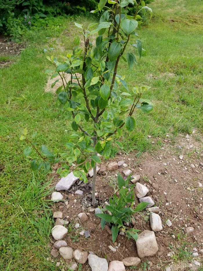 pear tree with plant