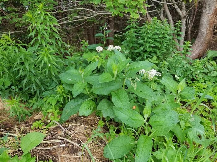 comfrey everywhere lol